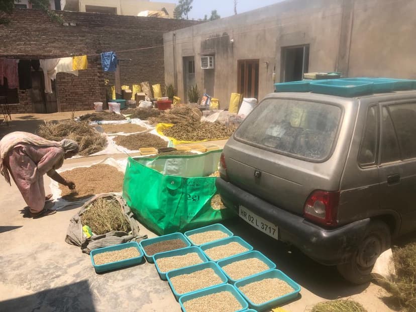 Seed storage and sorting for floral saplings program